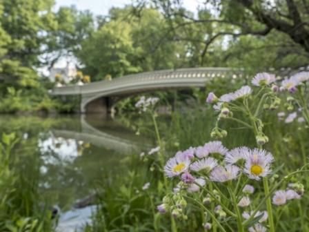 Shakespeare environmental focus